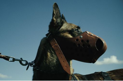 Bundeswehr-Hunde werden darauf trainiert, den Feind im Ernstfall zu erkennen.  Lena Leonhardt hat an der  Filmakademie Regie studiert. Foto: privat