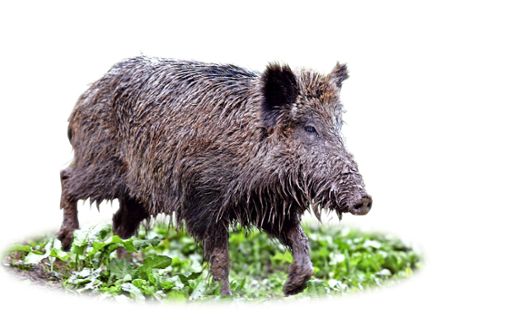 Wildschweine sind zahlreich und schwer zu jagen. Foto: Stoppel
