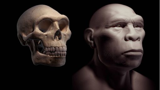Rekonstruktion des Schädels und Kopfes eines Homo erectus. Foto: Imago/Super Stock