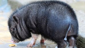 Bei der Zwangsräumung waren unter anderem zahlreiche Hängebauchschweine gefunden worden. (Symbolfoto) Foto: picture alliance / dpa/Britta Pedersen