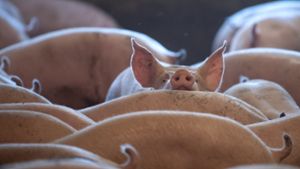 Haus- und Wildschweine können von der Schweinepest betroffen sein. Foto: dpa/Sina Schuldt