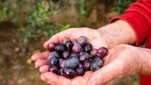 Hitze  und Dürre setzen Oliven in Spanien zu.  Das wirkt sich auf den Preis des Olivenöls aus.  Foto: IMAGO / Wirestock