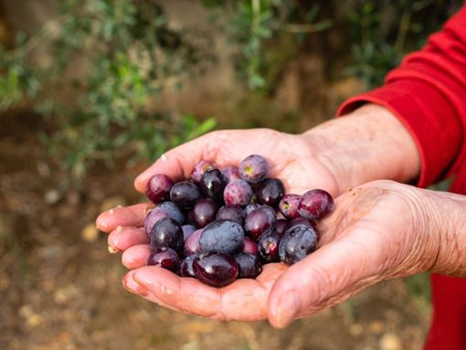 Hitze  und Dürre setzen Oliven in Spanien zu.  Das wirkt sich auf den Preis des Olivenöls aus.  Foto: IMAGO / Wirestock