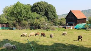 Kurzzeitig haben die Stuttgarter Schafe in Pliensauvorstadt geweidet. Foto: Caroline Holowiecki
