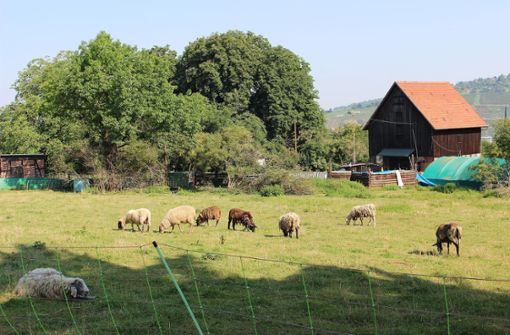 Kurzzeitig haben die Stuttgarter Schafe in Pliensauvorstadt geweidet. Foto: Caroline Holowiecki