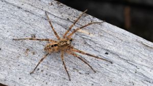 Die Nosferatu-Spinne breitet sich offenbar immer weiter im Südwesten aus. Foto: dpa/Robert Pfeifle