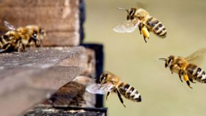 Beim Volksbegehren sind Honigbienen die Sympathieträger – aber es geht insgesamt um mehr Artenschutz. Foto: stock.adobe.com/C. Schuessler