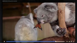 Der Schmetterling hat sich auf der Nase des Koalas festgesetzt. Foto: Screenshot Facebook / @symbiozoo