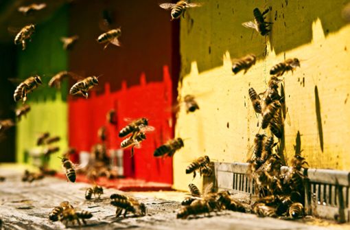Ein guter Imker schätzt Bienen nicht nur für ihre Honigproduktion. Foto: Adobe Stock/Bernhard Plank