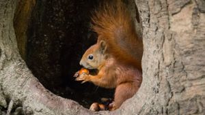 Eichhörnchen brauchen im Frühling Hilfe. Foto: Malgorzata Surawska/Shutterstock.com