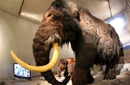 Ein Mammut mit seinem Nachwuchs in einem Museum in Mettmann (Symbolbild). Foto: dpa