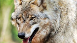 Im Wald bei Wiernsheim  hat der Wolf ein Reh gerissen. Foto: dpa