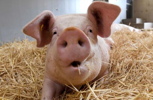 Stuttgarter Forscher wollen herausfinden, welche Haltungsbedingungen Schweinen gut tun. (Symbolbild) Foto: dpa/Marijan Murat