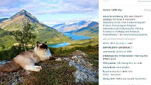 Dieser Ausblick stiehlt mir nicht die Schau, oder?, steht neben diesem Katzen-Foto auf Instagram. Foto: Screenshot Instagram / adventurecatsorg