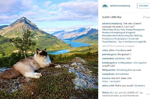 Dieser Ausblick stiehlt mir nicht die Schau, oder?, steht neben diesem Katzen-Foto auf Instagram. Foto: Screenshot Instagram / adventurecatsorg