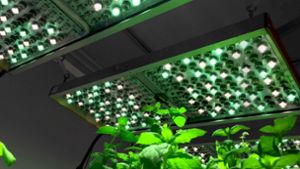 Osram kümmert sich auch  um Pflanzen. Mit einem neuartigen System testen die Forscher unterschiedliches   Licht, ohne dafür die Leuchten auswechseln zu müssen Foto:  