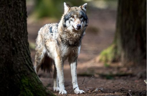 Der Wolf gehört zu den nicht unumstrittenen Rückkehrern nach Baden-Württemberg. Foto: dpa