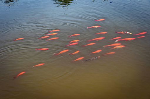 Goldfische sollten nicht  ausgesetzt werden (Symbolbild). Foto: imago /Jürgen Ritter