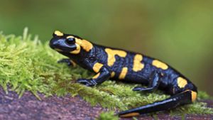 Wenn man einen Salamander betrachtet, habe man das Gefühl, er grinse einen an, findet die Naturschützerin Inge Bernt, die die Tierchen zählt und schützt. Foto: imago /Rainer Hunold