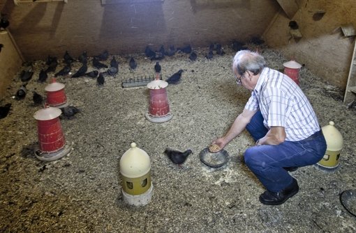 Ein ehrenamtlicher Taubenschützer füttert die Tauben im Schlag auf der Leonhardskirche Foto: Leif Piechowski