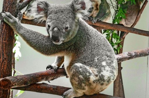 Vier Queensland-Koalas sind demnächst in der Wilhelma in Stuttgart zu sehen. Foto: Wilhelma Stuttgart/Thomas Kölpin