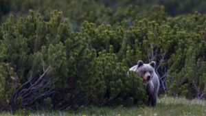 Ein Braunbär hat in der Slowakei einen Jogger angegriffen (Symbolbild). Foto: imago images / Nature Picture Library/Wild Wonders of Europe / DAmicis