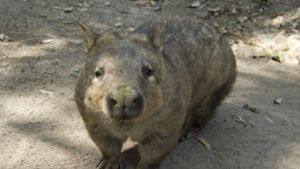 Wombats stehen in ganz Australien unter Schutz (Symbolbild). Foto: dpa/Dave Hunt