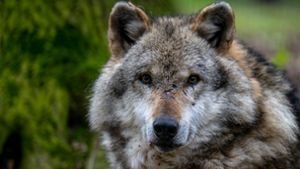 Im vergangenen Jahr wurden in 15 Fällen insgesamt 42 Tiere nachgewiesen von Wölfen gerissen. Foto: dpa/Sina Schuldt