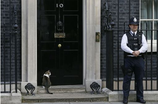 Kater Larry wartet auf Einlass in der Downing Street No. 10. Foto: AP