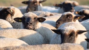In Mössingen wurden 22 Schafe getötet (Symbolbild). Foto: dpa