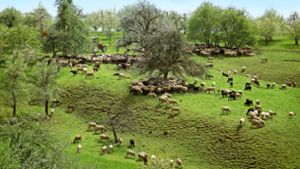 Die Schafe haben ihren Rundgang begonnen, der sie bis nach Reusten im Kreis Tübingen führen wird. Foto: factum/Simon Granville