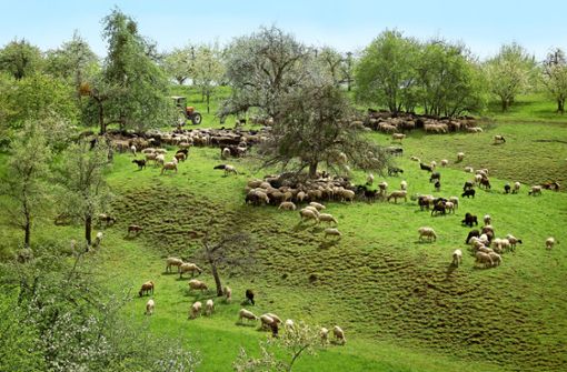 Die Schafe haben ihren Rundgang begonnen, der sie bis nach Reusten im Kreis Tübingen führen wird. Foto: factum/Simon Granville