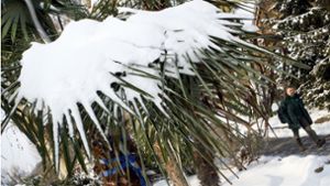 Palmen im Schnee – empfindliche Pflanzen mögen Kälte überhaupt nicht. Foto: dpa