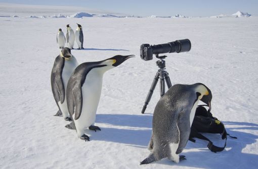 Der Kaiserpinguin ist die größte Art aus der Familie der Pinguine  und zählt zusammen mit dem Königspinguin zur Gattung der Großpinguine Foto: Imago/stock & people
