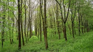 Der Erhalt des Renninger Waldes ist eines von vielen Vorhaben. Foto: Jürgen Bach