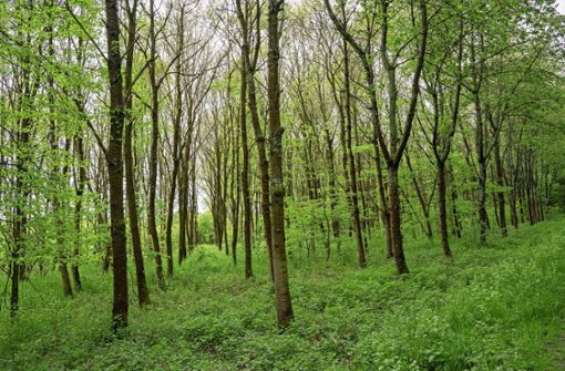 Der Erhalt des Renninger Waldes ist eines von vielen Vorhaben. Foto: Jürgen Bach