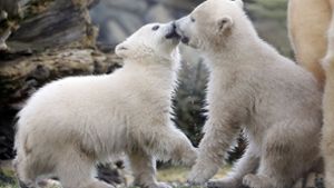 Den Eisbär-Zwillingen Kaja und Skadi scheint ihr erster Ausflug in die Außenanlage des Rostocker Zoos zu gefallen. Foto: dpa/Bernd Wüstneck