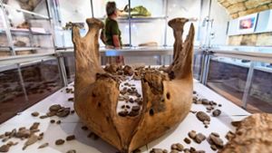 Der Unterkiefer eines Mammuts im Museum im Hirsch. Foto: Frank Eppler
