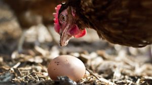 Welche Bedingungen brauchen Hühner, um Eier zu legen? Die Meinungen gehen auseinander. Foto: dpa/Victoria Bonn-Meuser