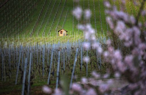 Auch in den Großheppacher Weinbergen kehrt der Frühling ein. Foto: Gottfried Stoppel