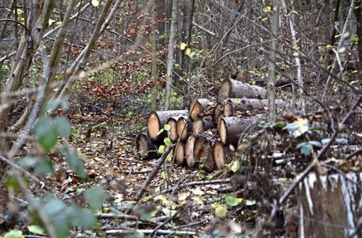 Seine Bedeutung als Wirtschaftsfaktor hat der Wald in den vergangenen Jahren mehr und mehr eingebüßt. Foto: Philipp Braitinger