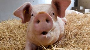 Seit 9000 Jahren erdulden Schweine, dass Missetaten zu Sauereien fehlgedeutet werden. Foto: dpa
