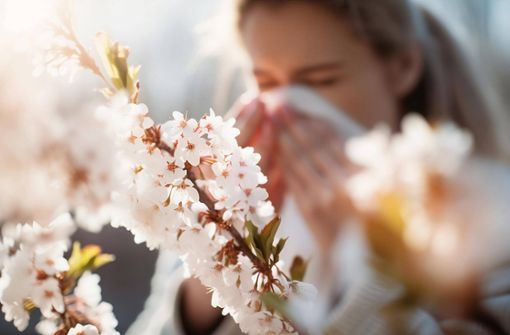 Pollen sind für Allergiker eine Last. (Symbolbild) Foto: IMAGO/imagebroker/IMAGO/imageBROKER/Firn