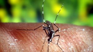Mücken übertragen das gefährliche Zika-Virus. Foto: dpa