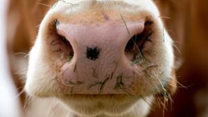 Gibt mehr Milch, wenn sie glücklich ist: eine Kuh Foto: dpa