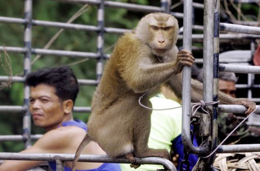 Auf Kokosfarmen in Thailand kommen Affen zum Einsatz. Foto: dpa/Apichart Weerawong