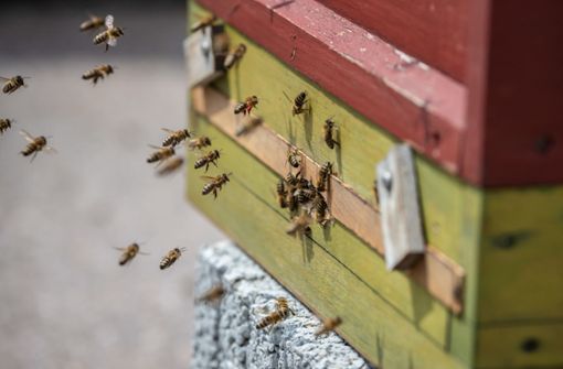 Ein Bienenstock   der Imkerei Summtgart. Am 19. Mai 2019 wurde im Umfeld des Urban-Gardening-Projekts auf dem Dach des Züblin-Parkhaus die Auftaktveranstaltung für das Volksbegehren „Rettet die Bienen in Baden-Württemberg“ abgehalten. Foto: Lichtgut/Julian Rettig