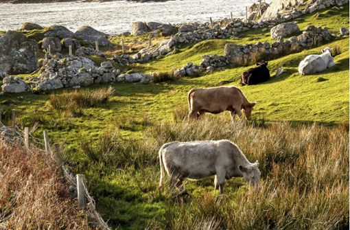 Die Milch- und Fleischwirtschaft in Irland dürfte unter dem Brexit nach der Einschätzung von Experten besonders leiden. Foto: Adobe Stock/Mark Gusev