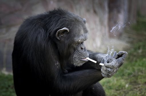 Der Zoo in der nordkoreanischen Hauptstadt Pjöngjang hat eine neue Attraktion: ein rauchender Schimpanse. Der kann sich seine Kippen sogar selbst anzünden. Foto: AP