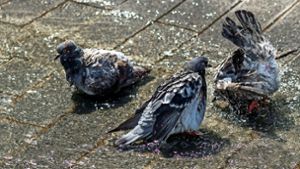 In Corona-Zeiten wird für Tauben die Nahrung knapp. Foto: Lichtgut/Leif Piechowski